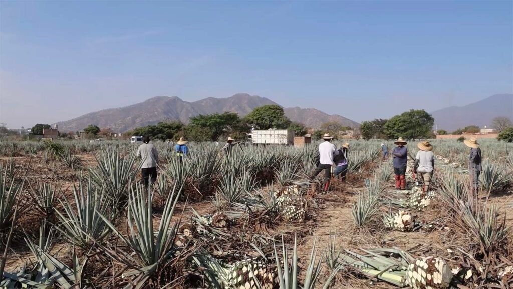 Mil 300 agaveros cuentan con certificación Agave Responsable Social 4 Más de mil 300 agaveros cuentan ya con la certificación Agave Responsable Social.
