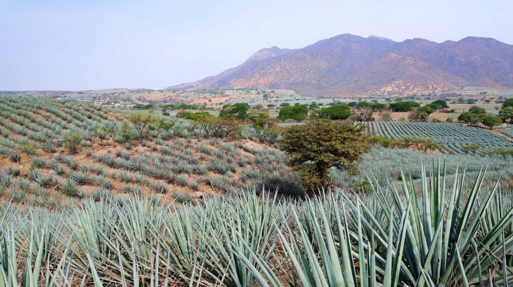 Mil 300 agaveros cuentan con certificación Agave Responsable Social 2 Más de mil 300 agaveros cuentan ya con la certificación Agave Responsable Social.