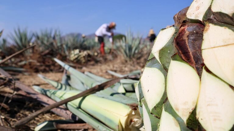 Mil 300 agaveros cuentan con certificación Agave Responsable Social