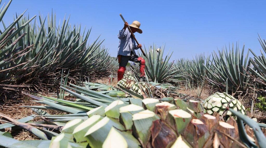 Mil 300 agaveros cuentan con certificación Agave Responsable Social 1 Más de mil 300 agaveros cuentan ya con la certificación Agave Responsable Social.