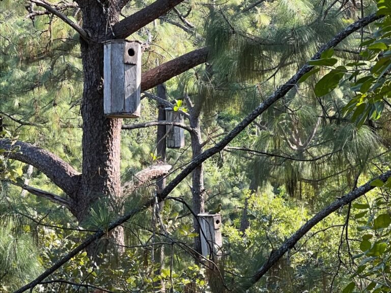Santuario de las Guacamayas: un auténtico santuario natural en Puerto Vallarta