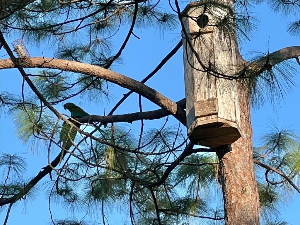 Santuario de las Guacamayas: un auténtico santuario natural en Puerto Vallarta 1 Nido de guacamayas