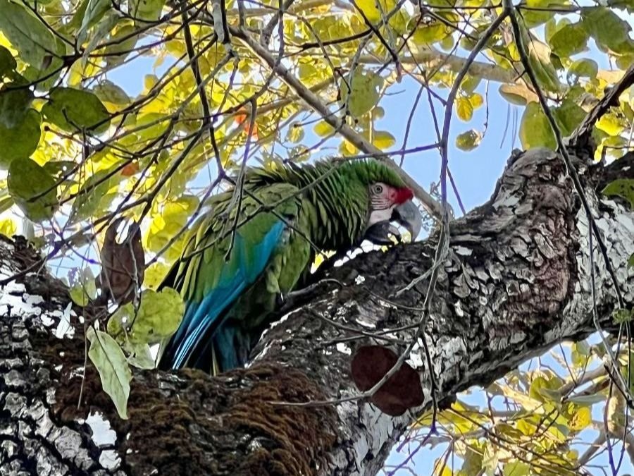 Santuario de las Guacamayas: un auténtico santuario natural en Puerto Vallarta 3 santuario de las guacamayas 8