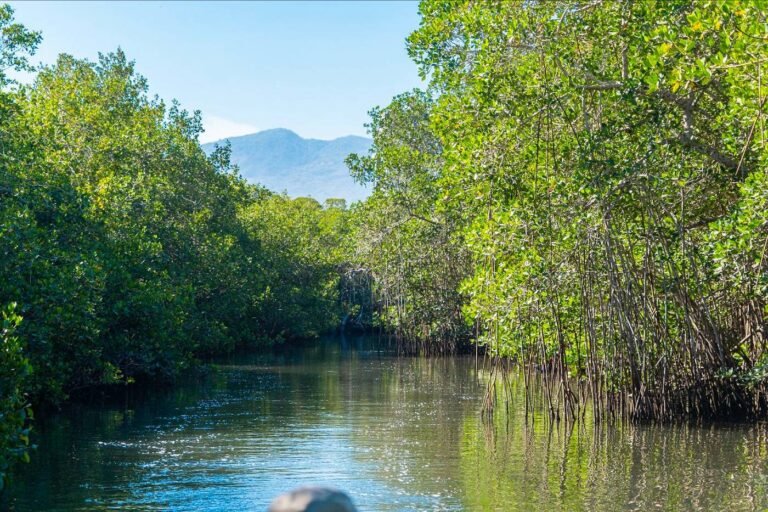 ANP Estero El Salado, un santuario natural que late en el corazón de Puerto Vallarta