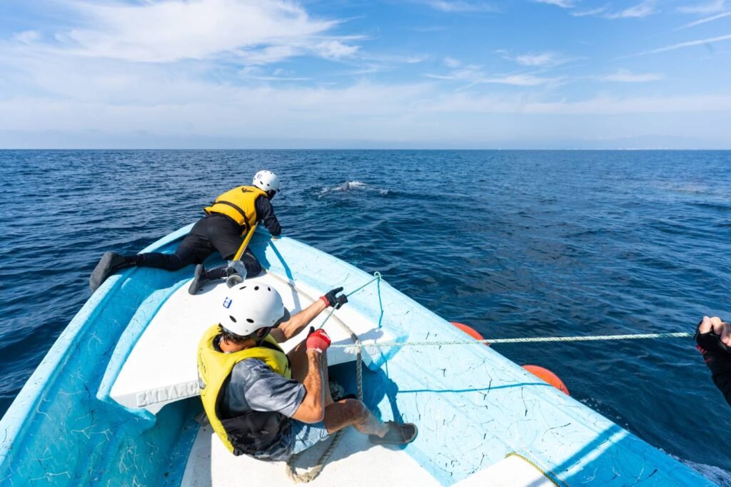 RABEN y Vallarta Adventures realizan primer rescate de una ballena jorobada de la temporada 2025-2026 1 rescate ballena jorobada los arcos de mismaloya 2