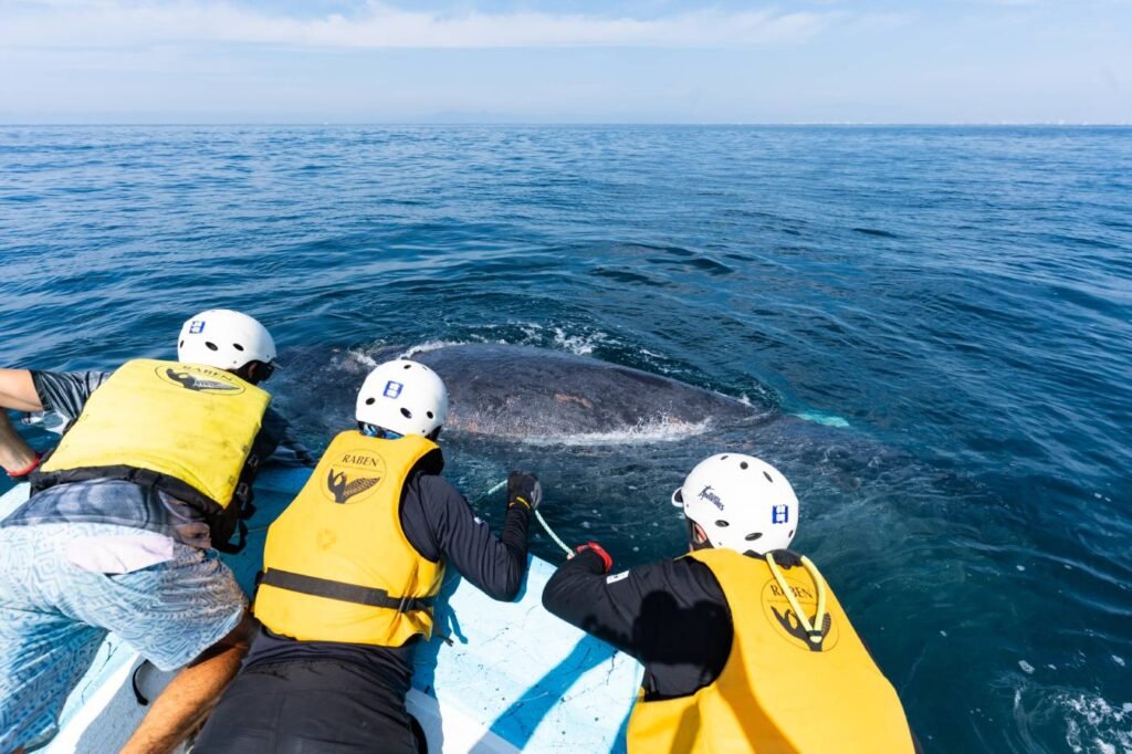 RABEN y Vallarta Adventures realizan primer rescate de una ballena jorobada de la temporada 2025-2026 2 rescate ballena jorobada los arcos de mismaloya 3