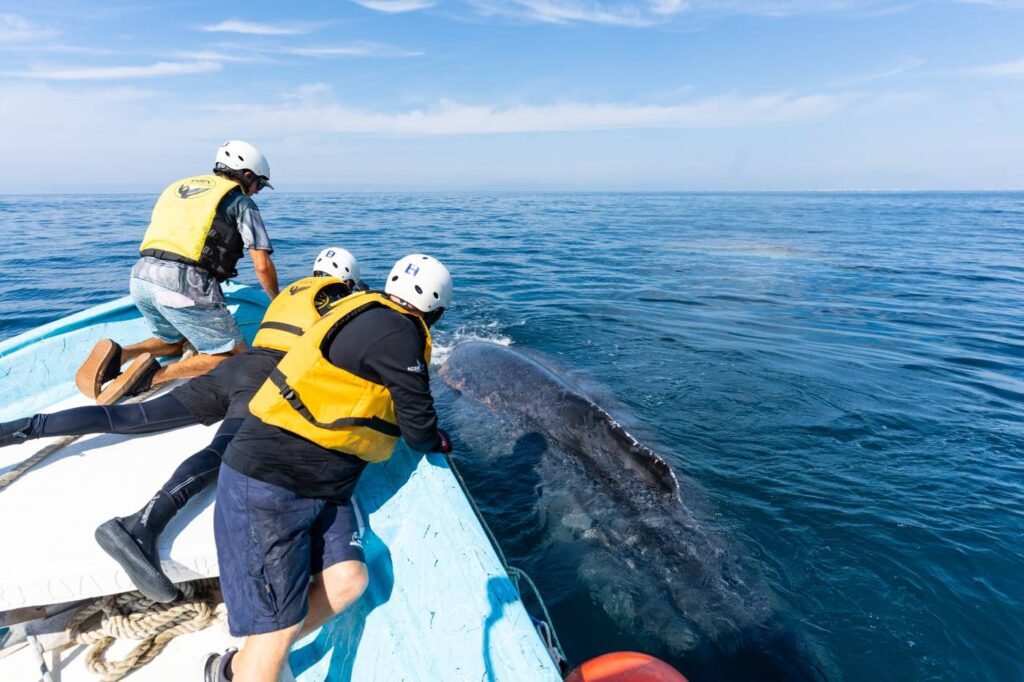 RABEN y Vallarta Adventures realizan primer rescate de una ballena jorobada de la temporada 2025-2026 3 rescate ballena jorobada los arcos de mismaloya 4