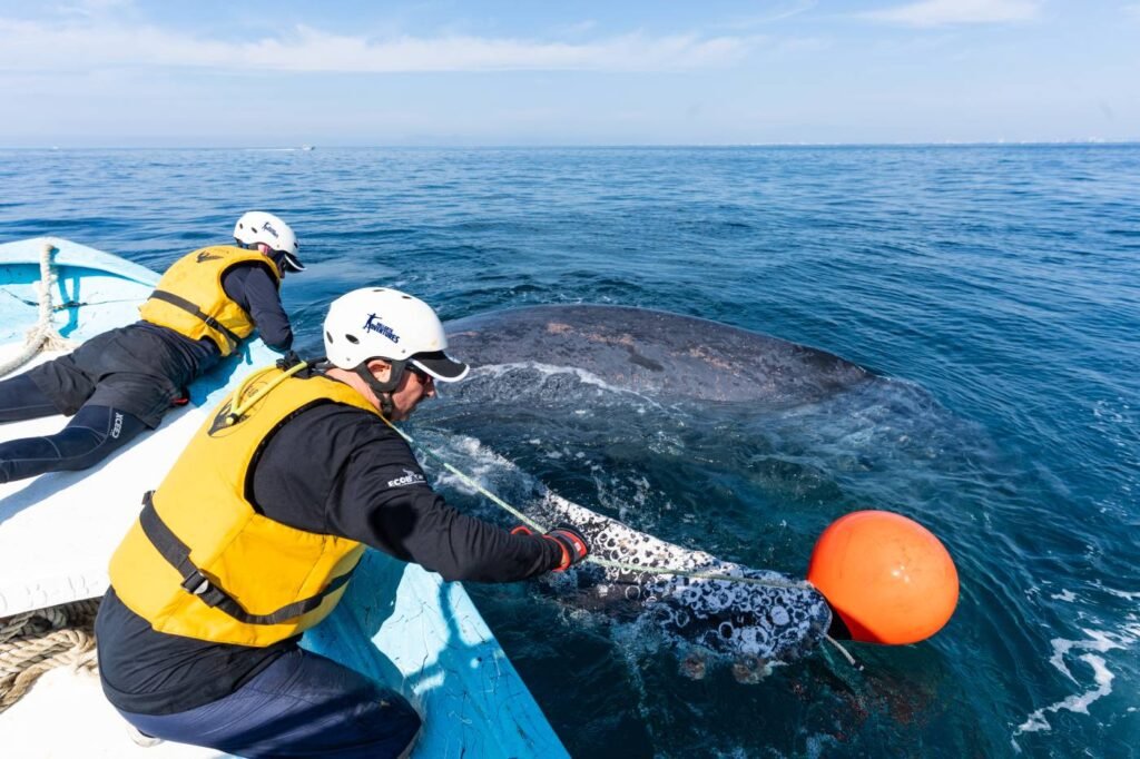 RABEN y Vallarta Adventures realizan primer rescate de una ballena jorobada de la temporada 2025-2026 5 rescate ballena jorobada los arcos de mismaloya 5