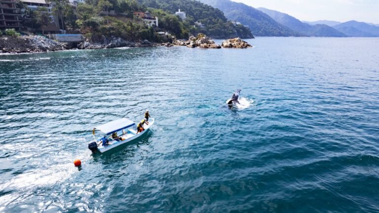RABEN y Vallarta Adventures realizan primer rescate de una ballena jorobada de la temporada 2025-2026