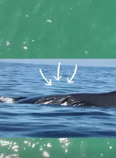 ballena herida ecobac 2