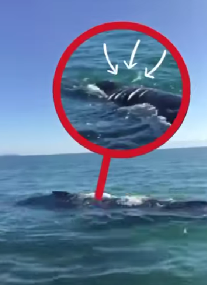 ballena herida ecobac