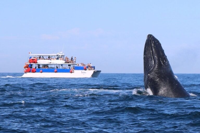 Puerto Vallarta registra cifras récord de avistamientos de ballenas