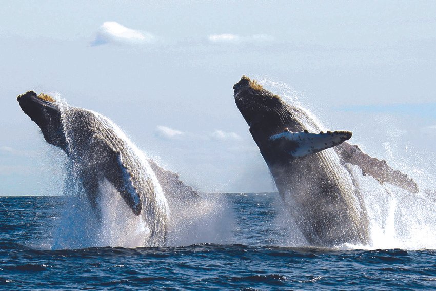 Puerto Vallarta registra cifras récord de avistamientos de ballenas 1 Dos ballenas jorobadas saltan en la bahía de Banderas.