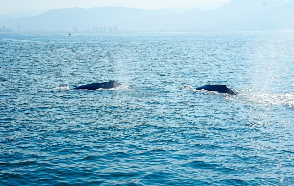ballenas jorobadas en vallarta
