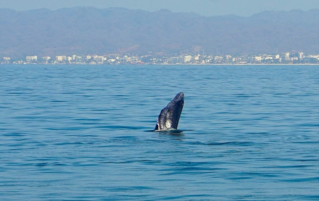 ballenas jorobadas en vallarta 3