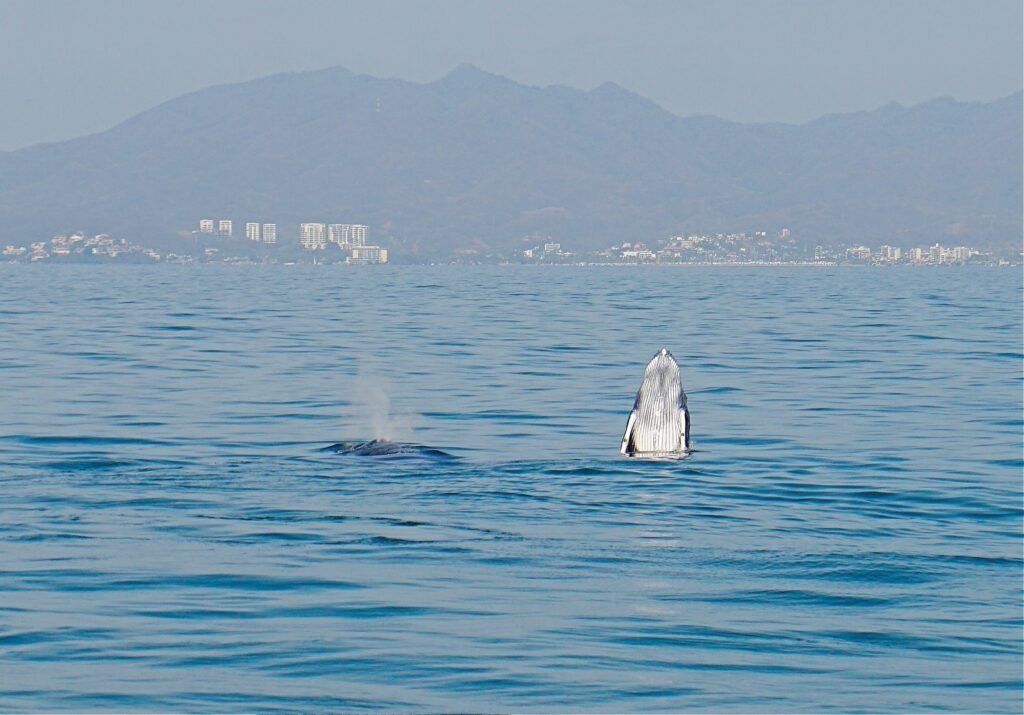 ballenas jorobadas en vallarta 4