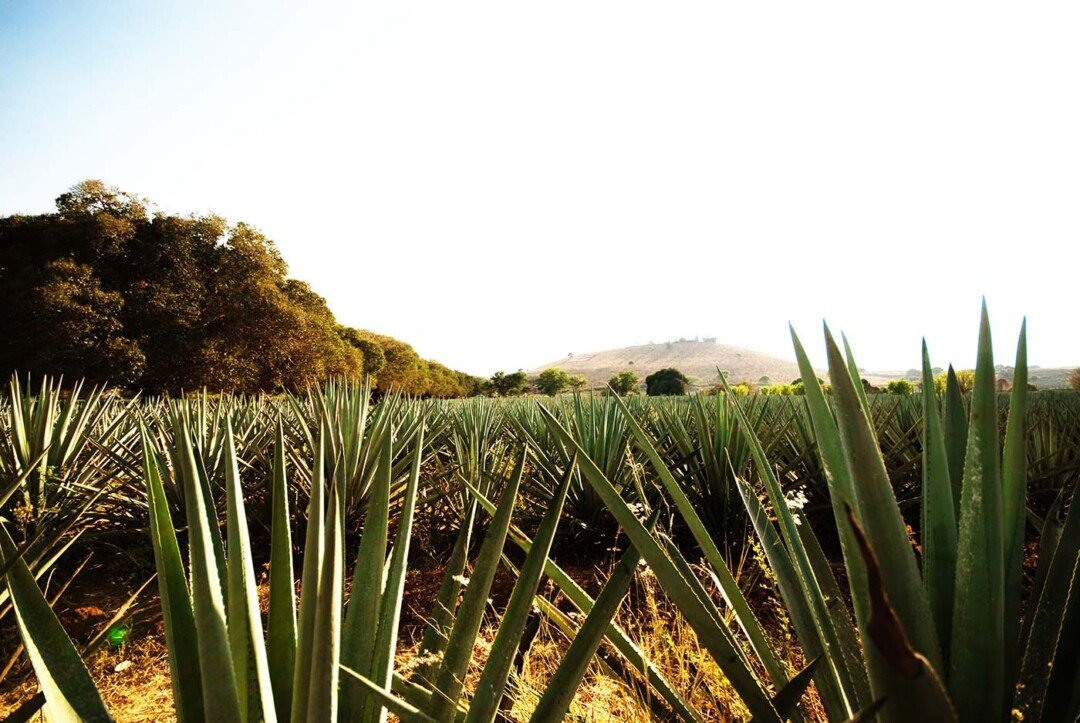 Día del Tequila: descubre Jalisco entre agaves, trenes y sabores 7 Tequila18