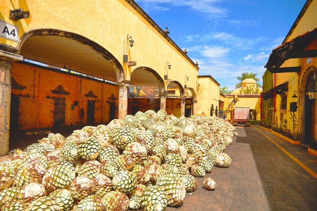 Día del Tequila: descubre Jalisco entre agaves, trenes y sabores 4 Tequila67