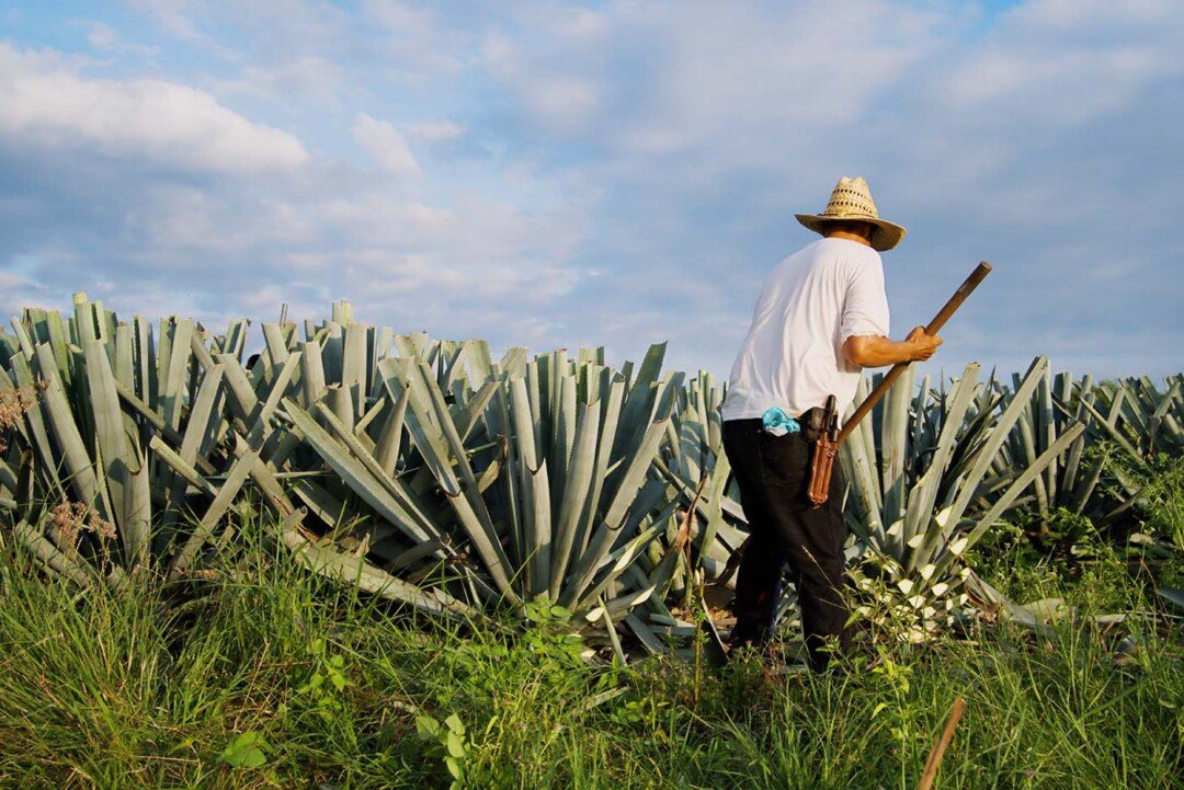 Mezcal de Pechuga: el espirituoso ritual que México destila con alma 1 mezcal