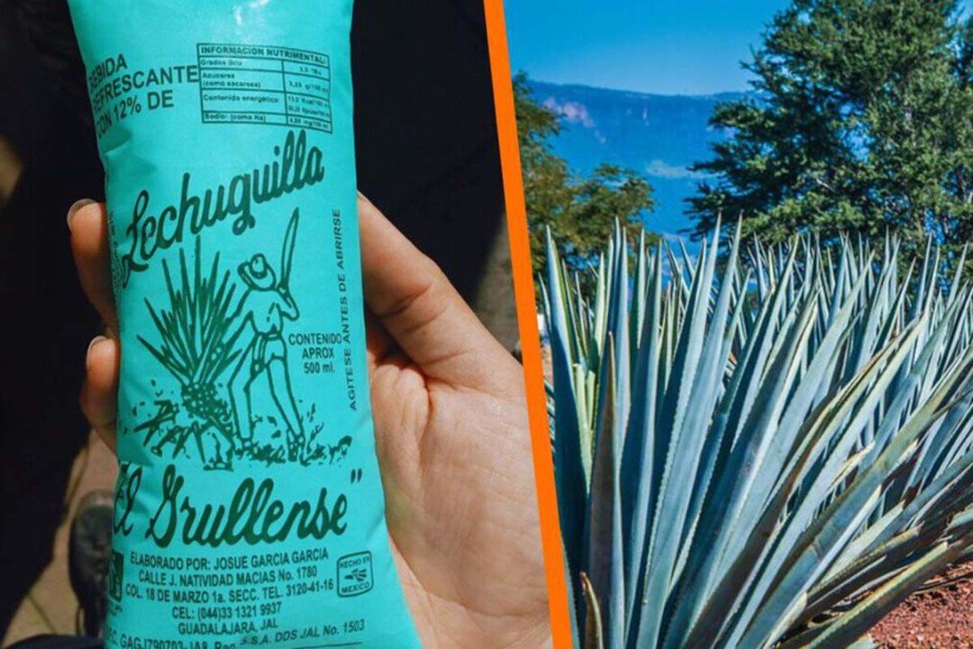 Sabor de una herencia: Jalisco cuenta su historia a través del alma de sus bebidas 6 Lechuguilla