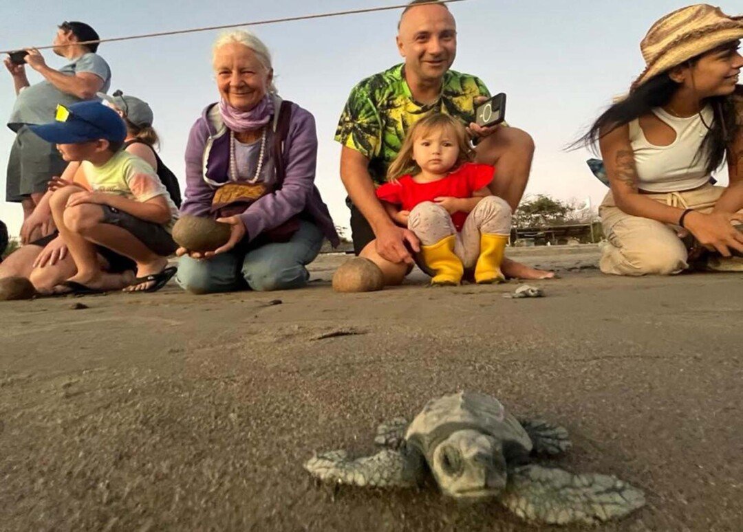 Inicia la liberación de tortugas marinas en Puerto Vallarta 3 liberacion de tortugas 02