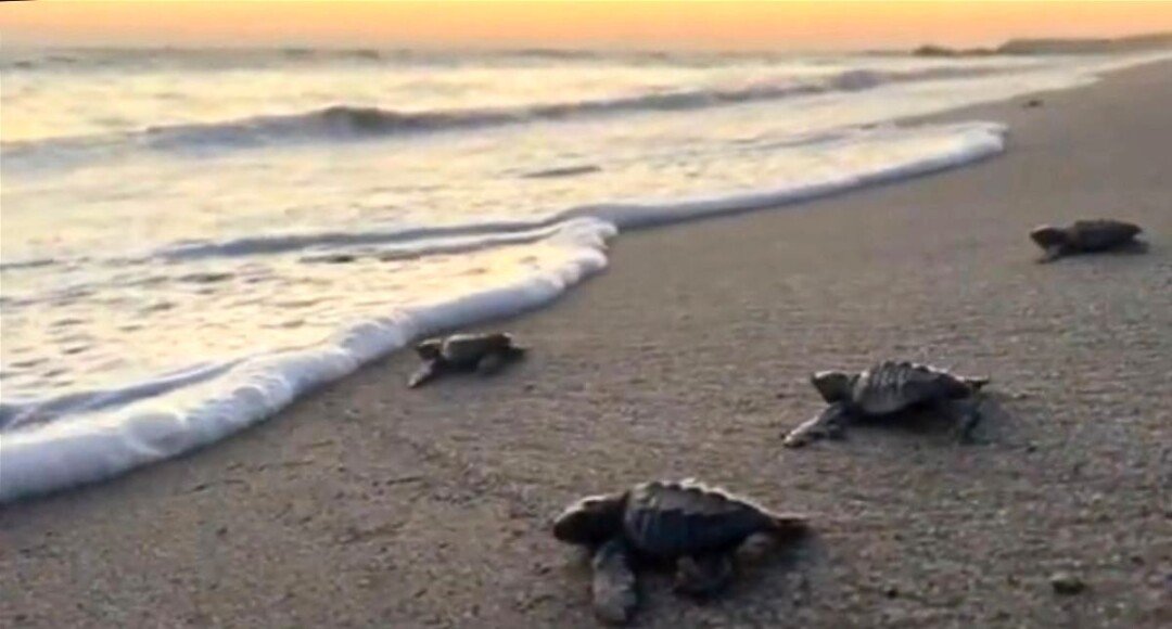 Inicia la liberación de tortugas marinas en Puerto Vallarta 1 liberacion de tortugas