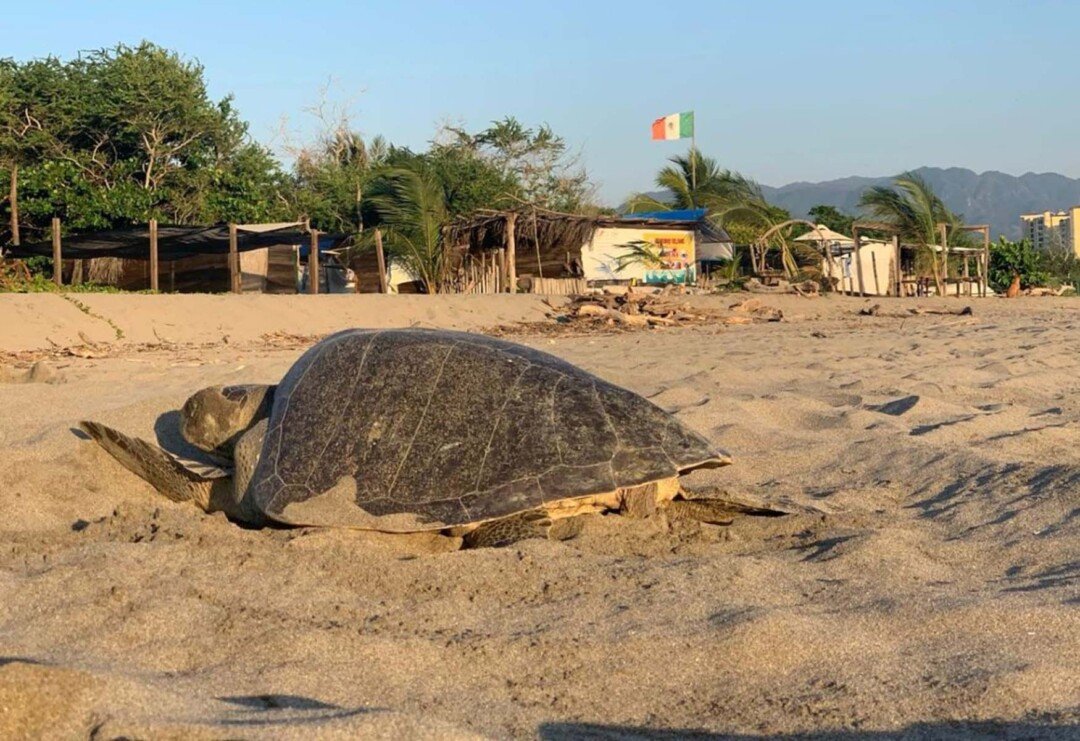 Inicia la liberación de tortugas marinas en Puerto Vallarta 2 tortuga