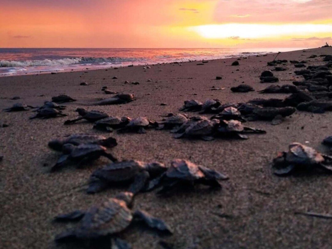 Inicia la liberación de tortugas marinas en Puerto Vallarta 4 tortugas liberadas