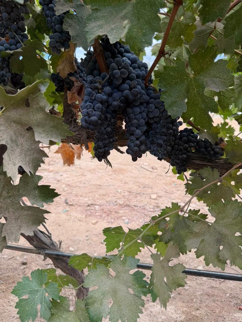 vinea travel valle de guadalupe 5
